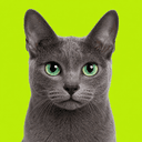 KORAT, a silver-blue cat with green eyes
