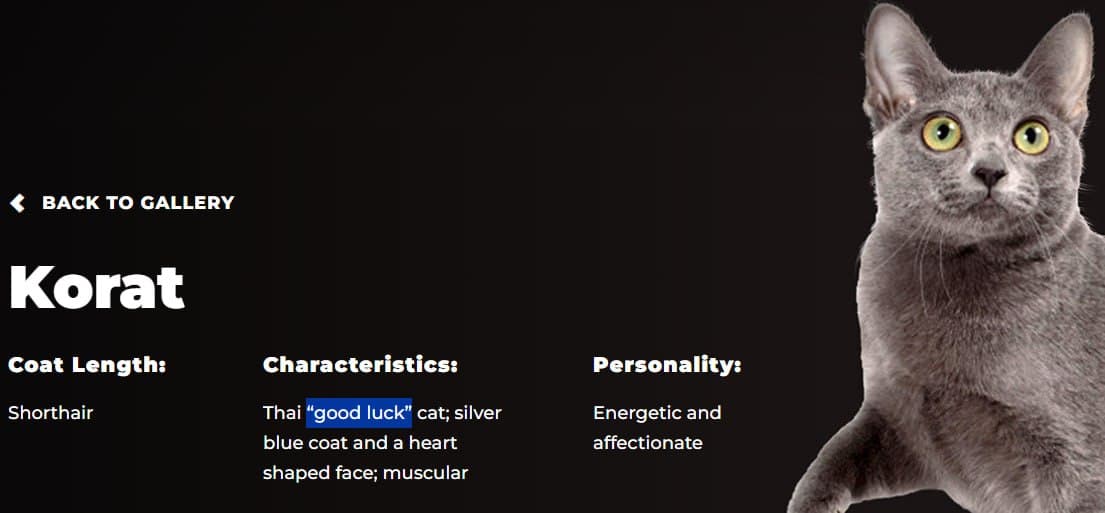 Cat Fanciers' Association breed page for the Korat, describing it as a good luck cat with a silver blue coat and heart shaped face