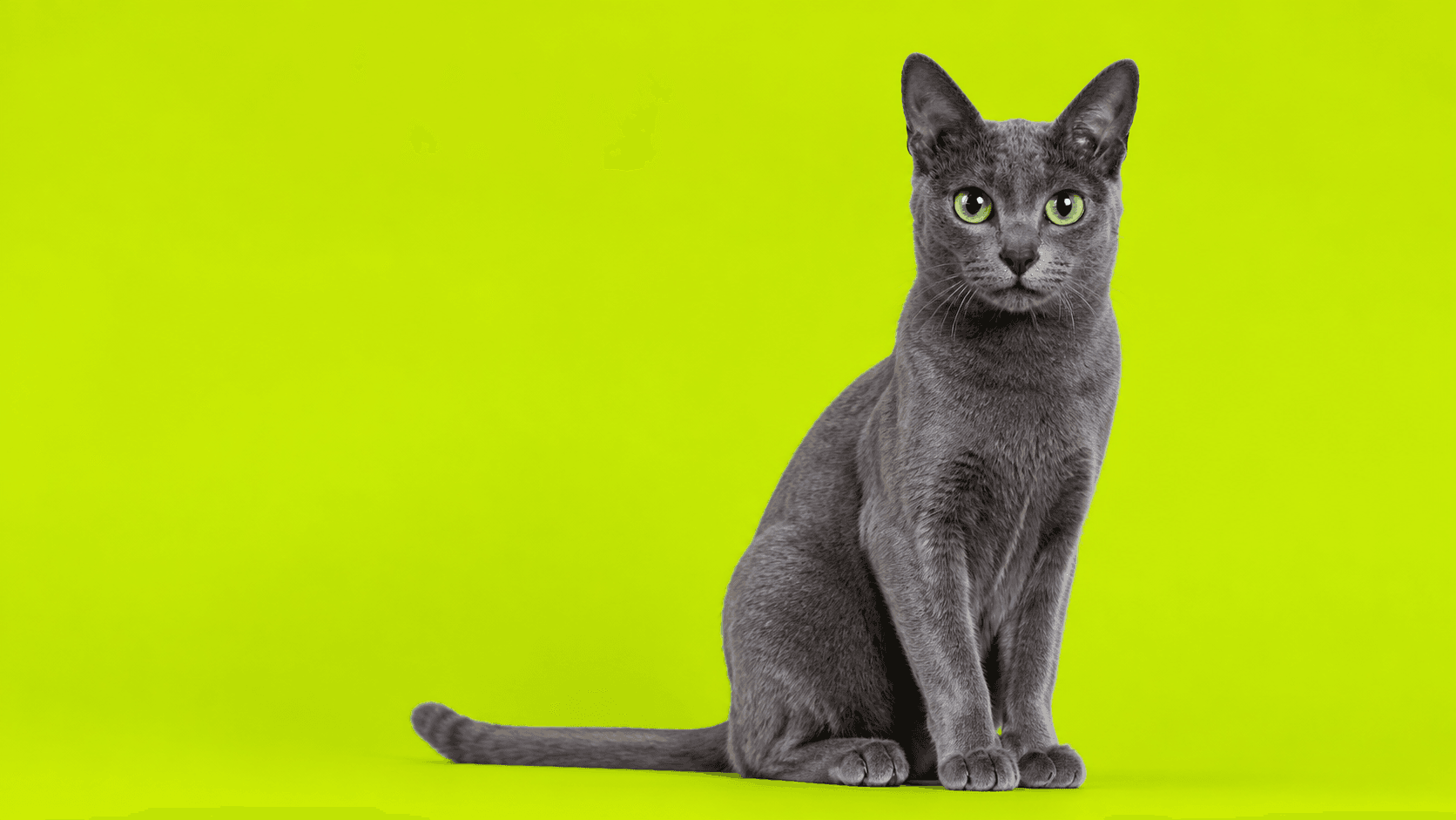 A regal silver-blue Korat cat on a vivid pistachio background