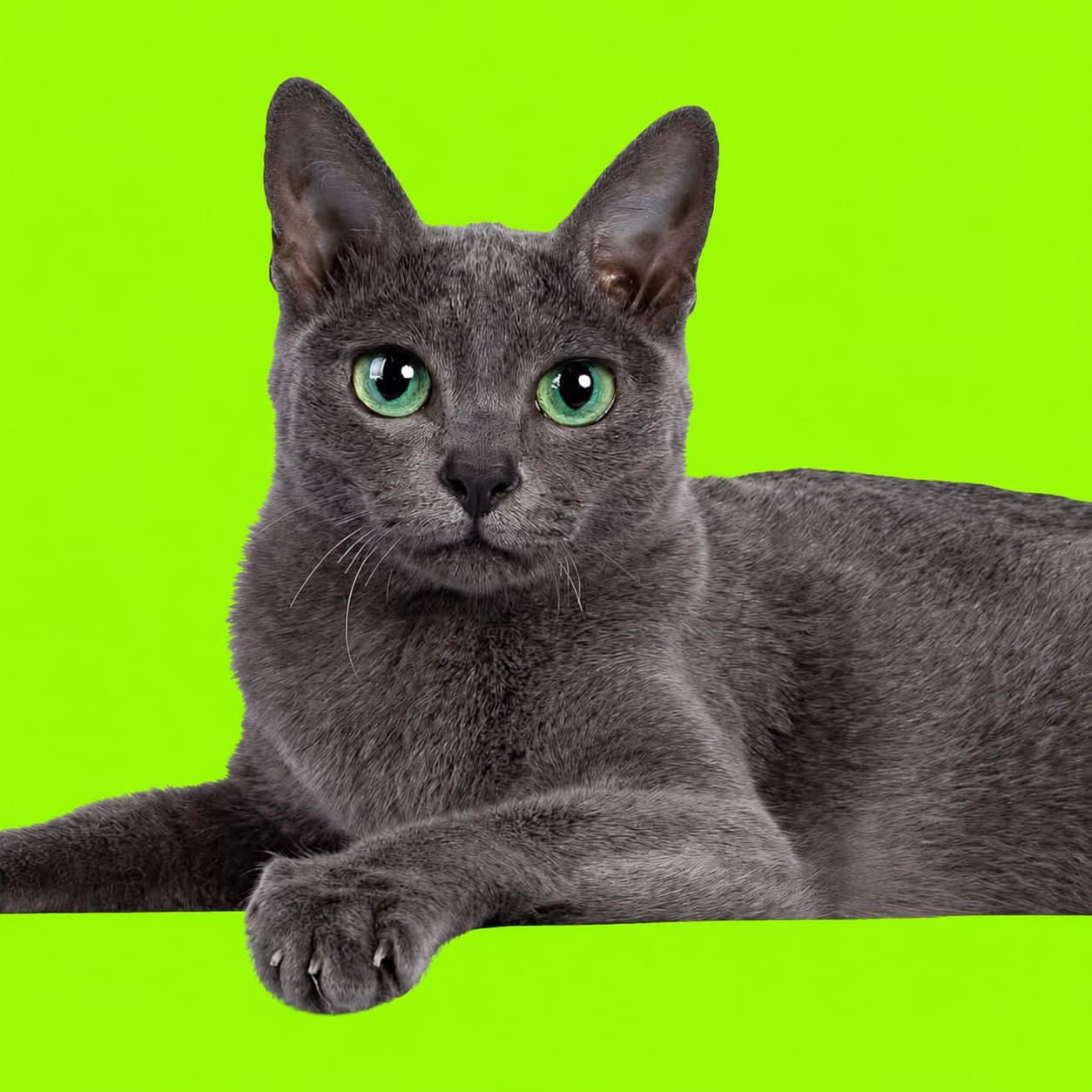 A silver-blue Korat cat reclining on a pistachio background